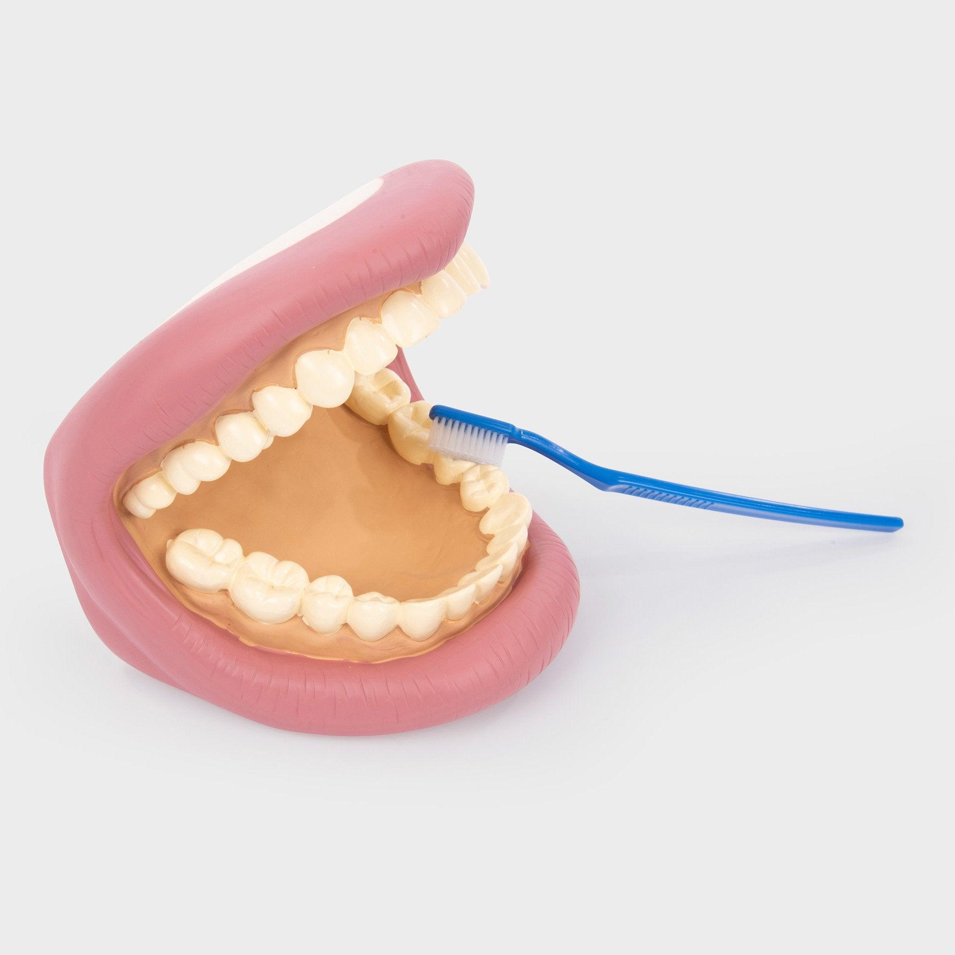 Tickit Giant Teeth Demonstration Set modello denti giganti