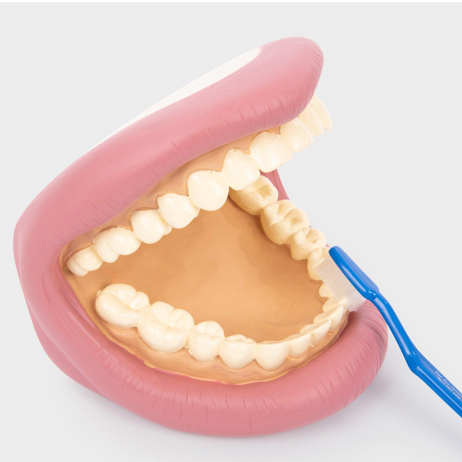 Tickit Giant Teeth Demonstration Set modello denti giganti