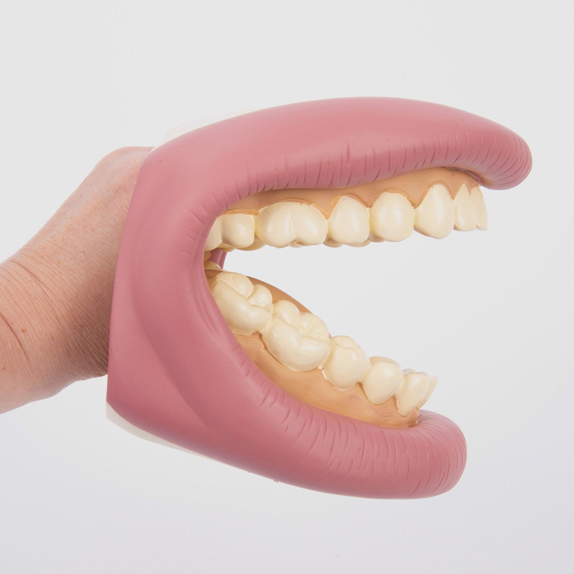 Tickit Giant Teeth Demonstration Set modello denti giganti