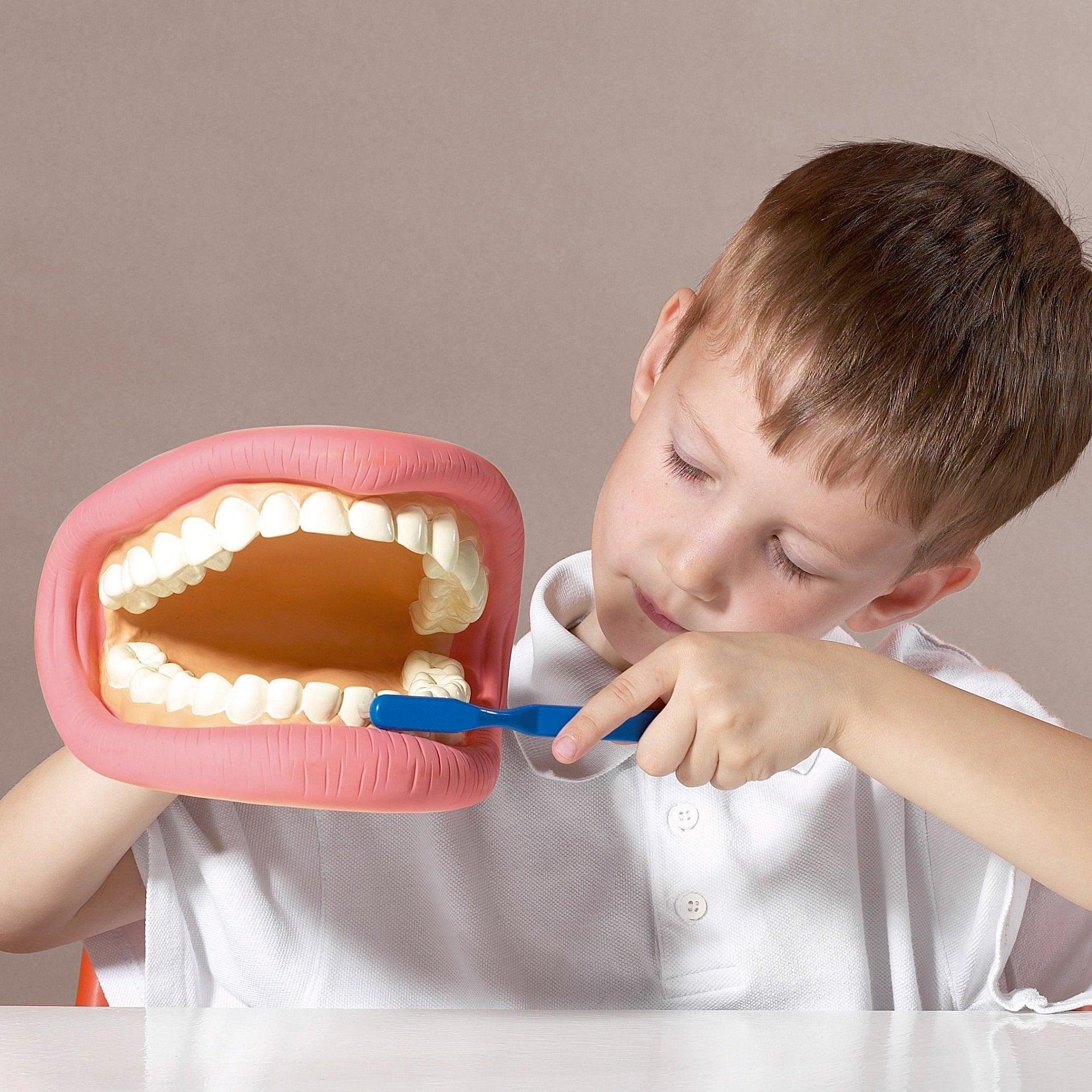 Tickit Giant Teeth Demonstration Set modello denti giganti
