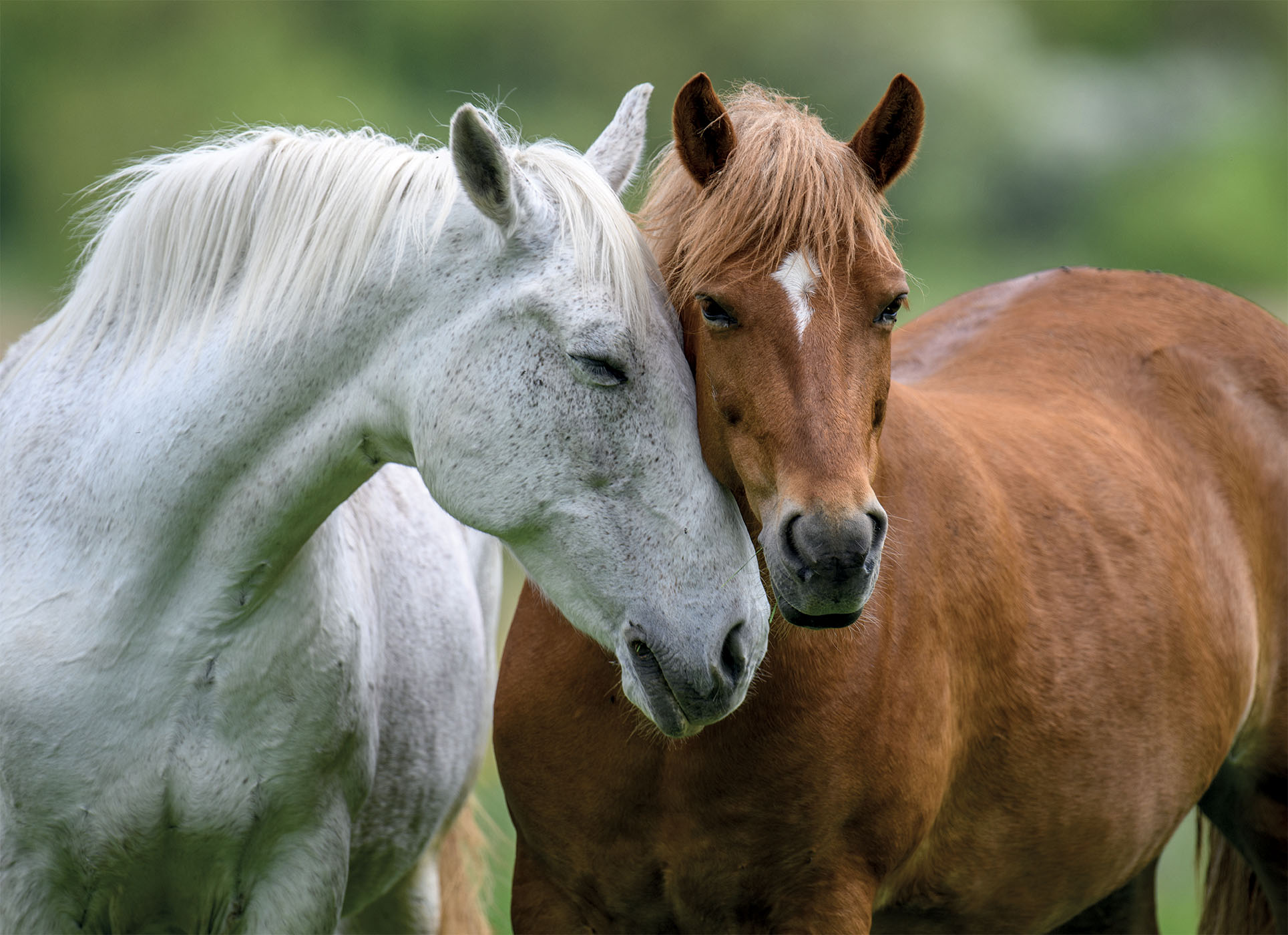 Lisciani Puzzle Poster Horses 1000 puzzle adulti