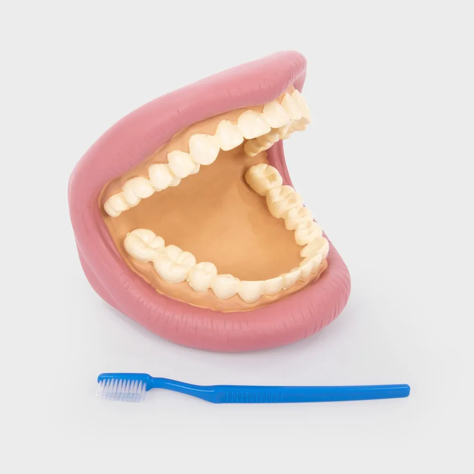 Tickit Giant Teeth Demonstration Set modello denti giganti