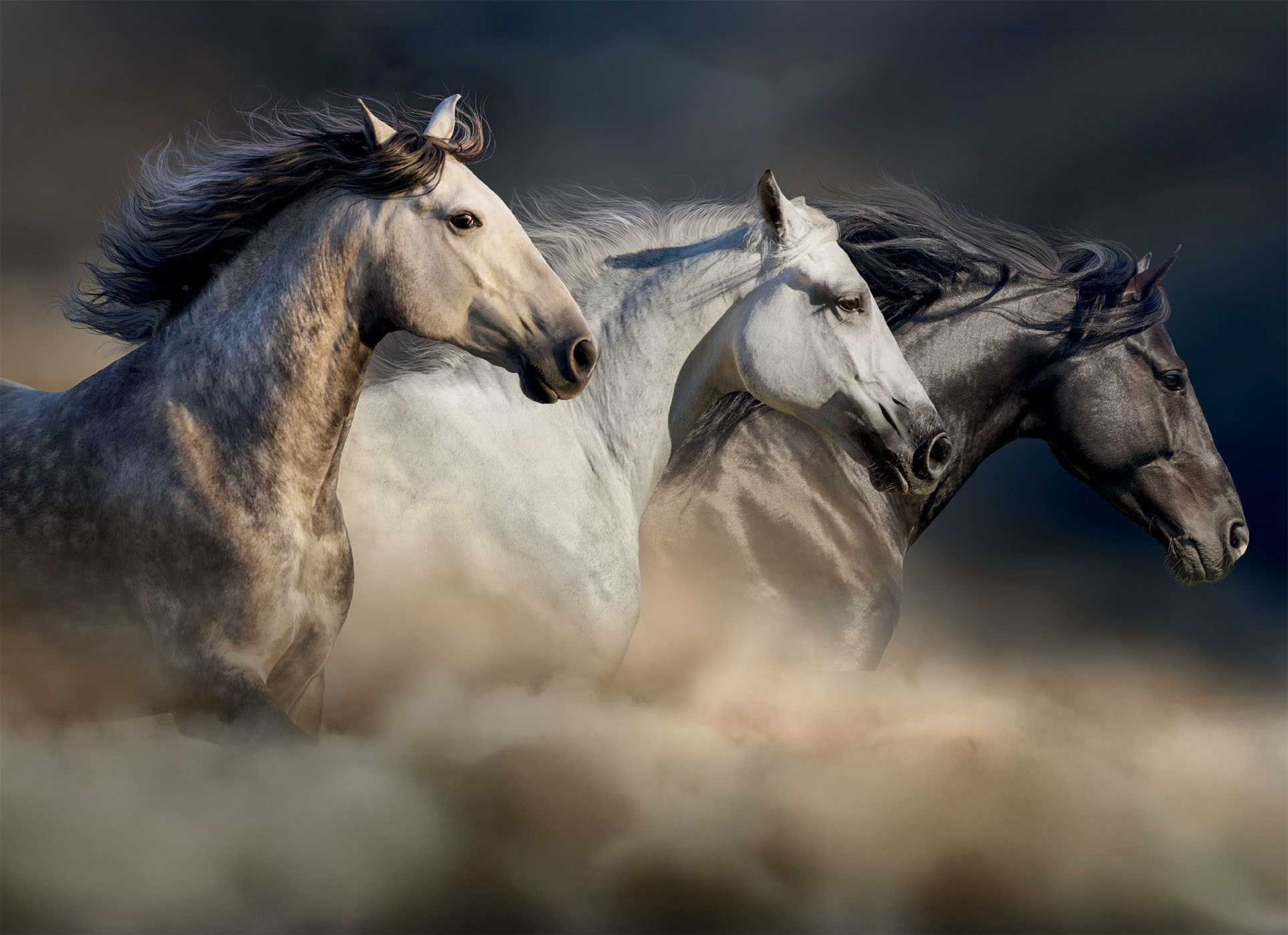 Lisciani Puzzle Poster Horses 1000 puzzle adulti