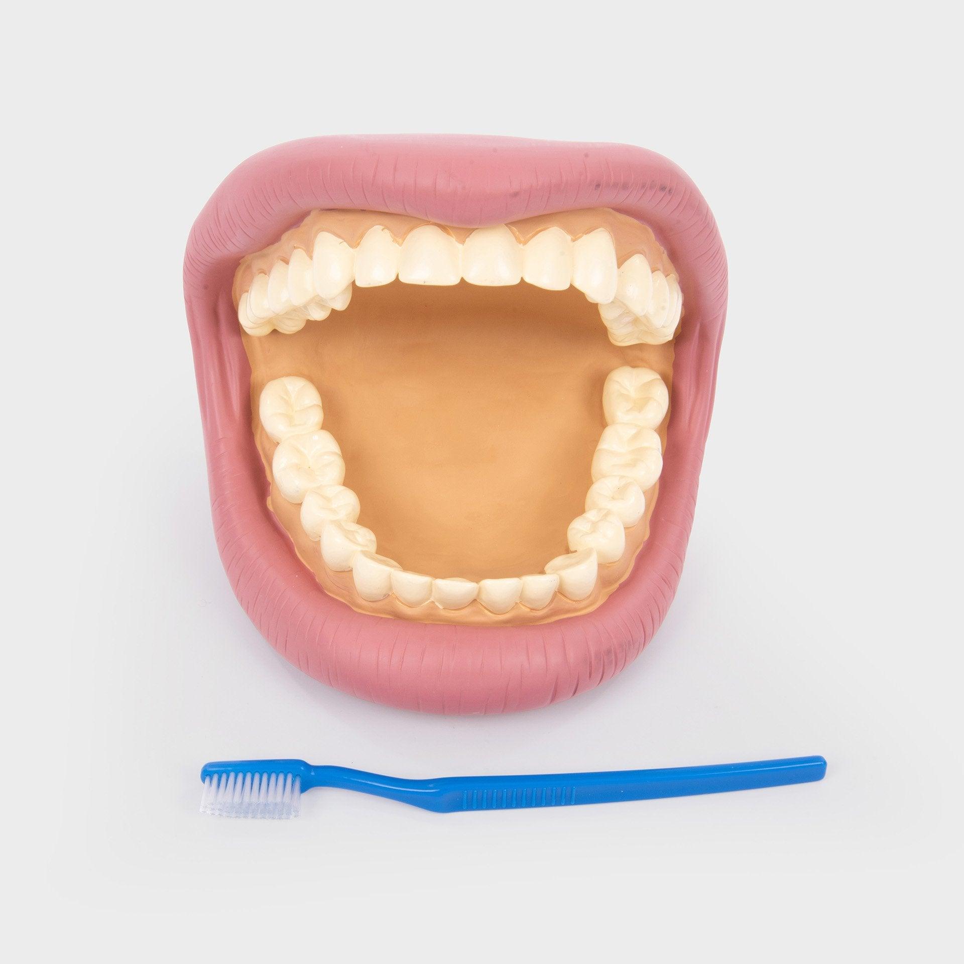 Tickit Giant Teeth Demonstration Set modello denti giganti
