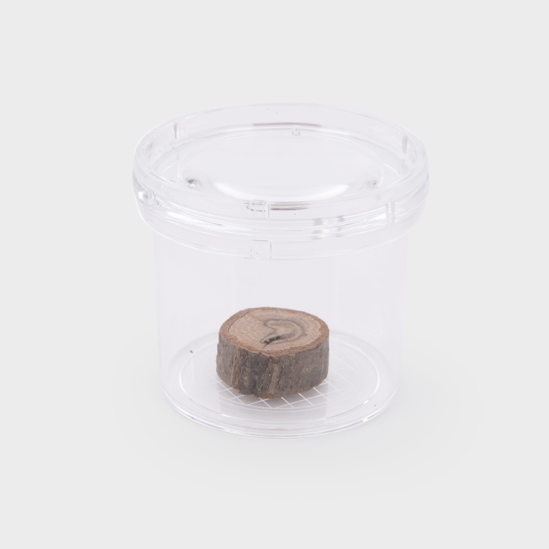Tickit Clear Bug Viewer contenitore insetti lente 3x
